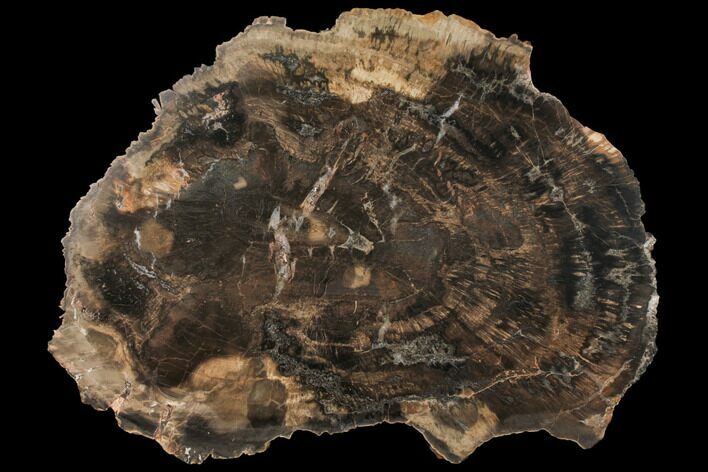 Petrified Wood (Woodworthia) Round - Arizona #131161